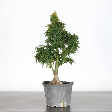 image supplémentaire - JAPANESE MAPLE "ACER...