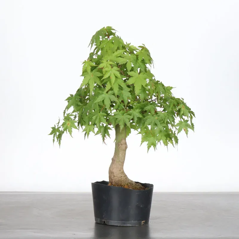 PREBONSAI ERABLE PALMATUM n°12