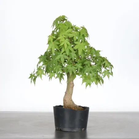PREBONSAI MAPLE PALMATUM n°12