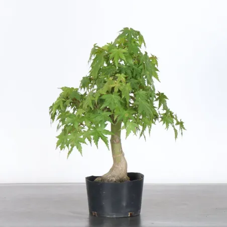 image supplémentaire - PREBONSAI MAPLE PALMATUM n°12