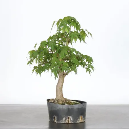 Prebonsai maple palmatum n°13