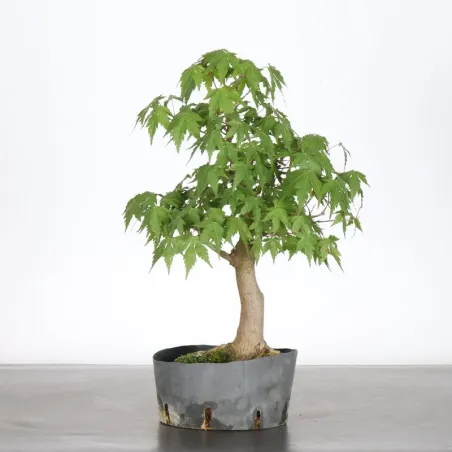 image supplémentaire - Prebonsai maple palmatum n°13