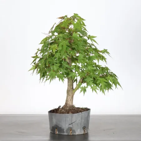 image supplémentaire - PREBONSAI ERABLE PALMATUM n°14