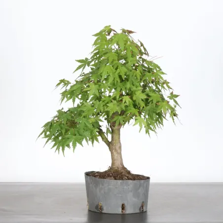 PREBONSAI ERABLE PALMATUM n°14