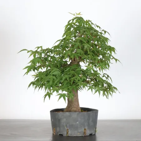 image supplémentaire - PREBONSAI ERABLE PALMATUM n°15