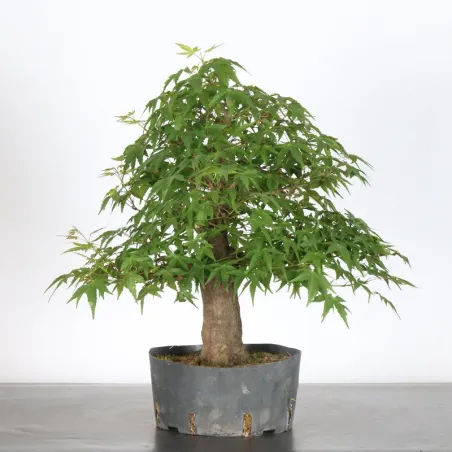 PREBONSAI MAPLE PALMATUM n°15