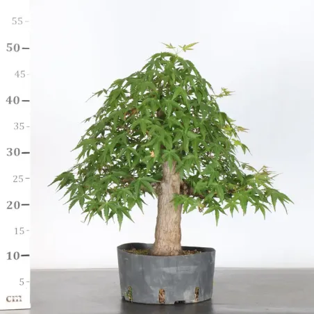 image supplémentaire - PREBONSAI MAPLE PALMATUM n°16