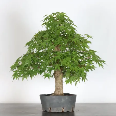 PREBONSAI MAPLE PALMATUM n°16
