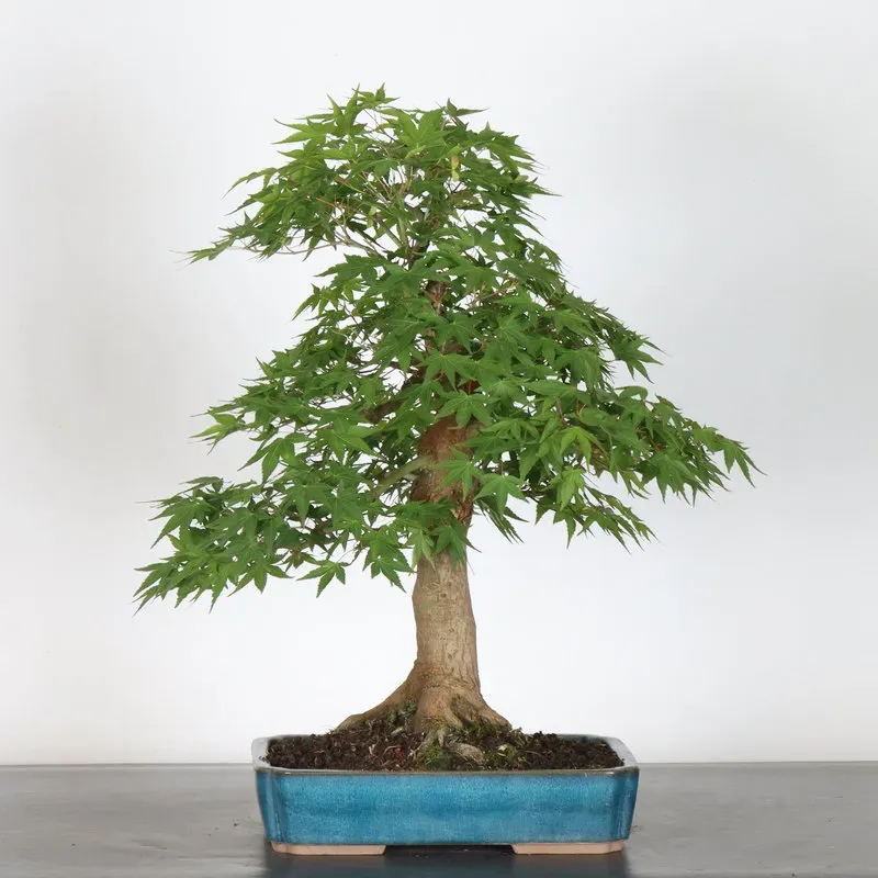 Palmatum Maple Bonsai AP-3-1