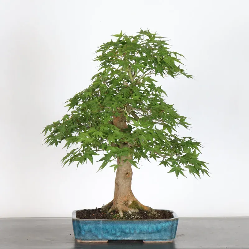 image supplémentaire - ERABLE DU JAPON "ACER...