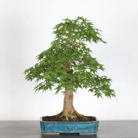 image supplémentaire - ACER PALMATUM 3-1