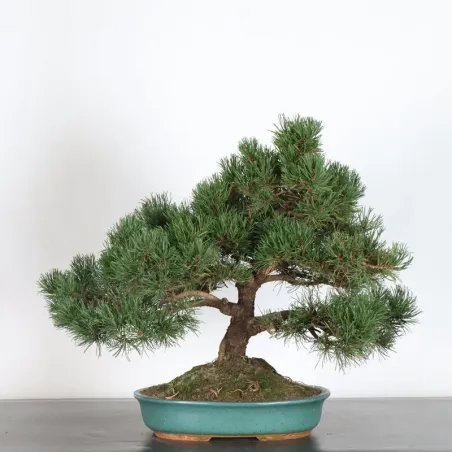 BONSAI PIN MUGO 2-20 (pot ébréché)