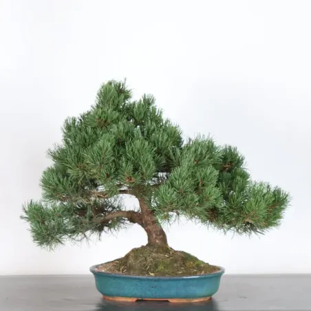image supplémentaire - BONSAI PIN MUGO 2-20 (pot...