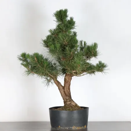 JAPANESE BLACK PINE "THUNBERGII" 3-2