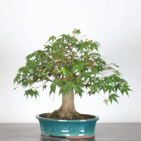ACER PALMATUM 3-19