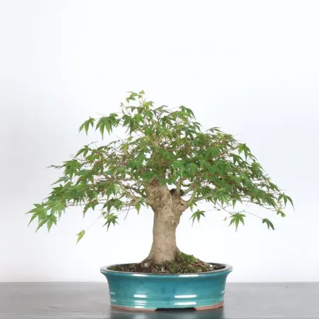 image supplémentaire - ACER PALMATUM 3-19
