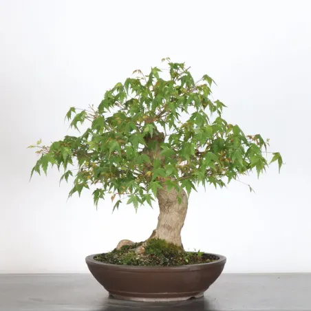 image supplémentaire - ERABLE DU JAPON "ACER...