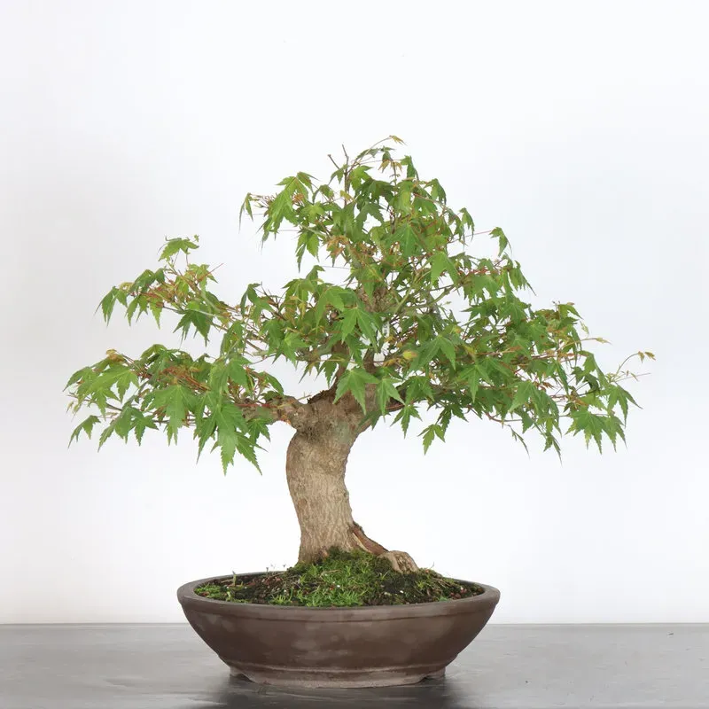 Japanese maple "acer palmatum" 3-21