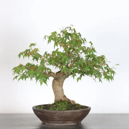 Japanese maple "acer palmatum" 3-21