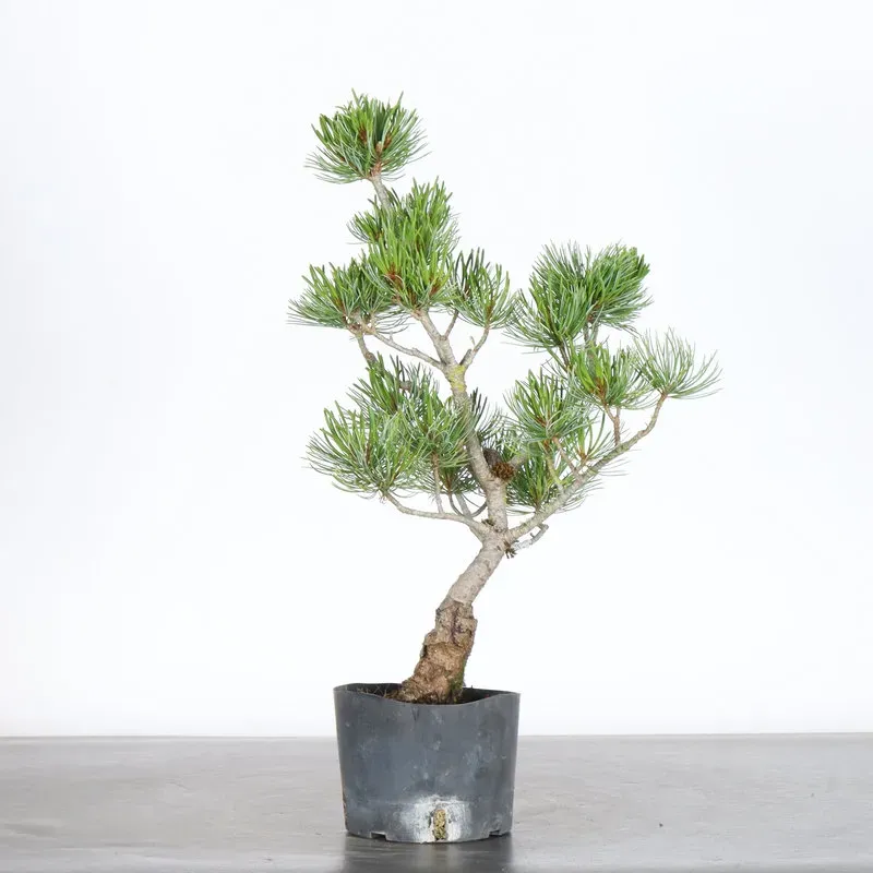 PREBONSAI PIN BLANC DU JAPON "PENTAPHYLLA" 1-12