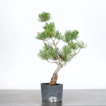 PREBONSAI JAPANESE WHITE PINE “PENTAPHYLLA” 1-12