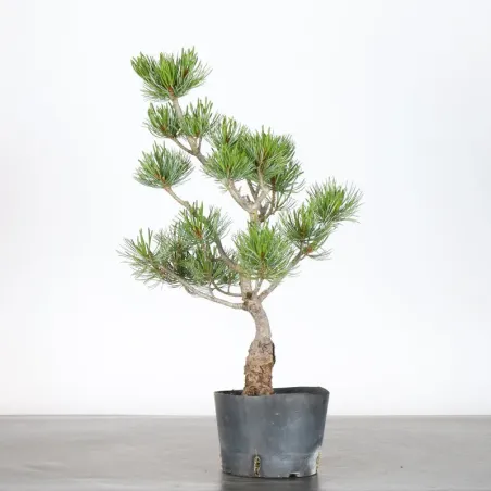 image supplémentaire - PREBONSAI JAPANESE WHITE...