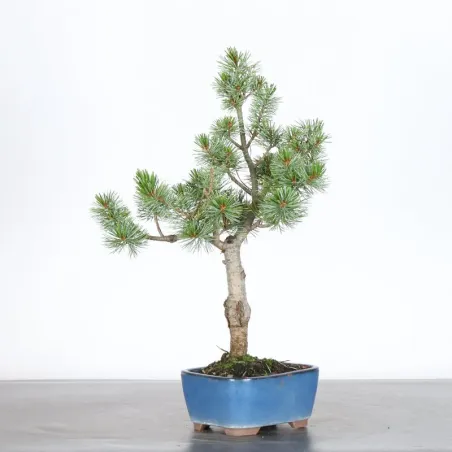 JAPANESE WHITE PINE “PENTAPHYLLA” 1-13