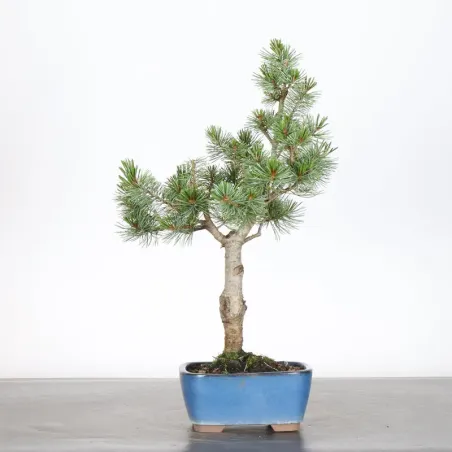image supplémentaire - JAPANESE WHITE PINE...