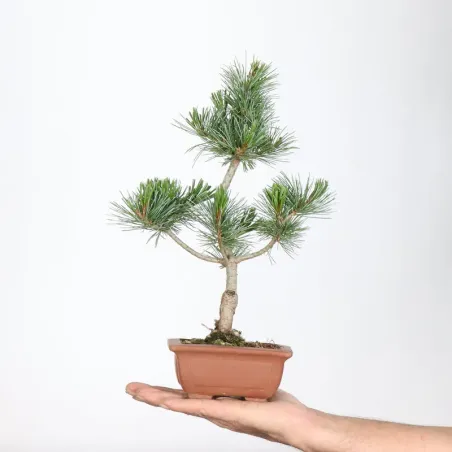 JAPANESE WHITE PINE “PENTAPHYLLA” 1-16