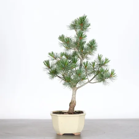 PIN BLANC DU JAPON "PENTAPHYLLA" 1-18