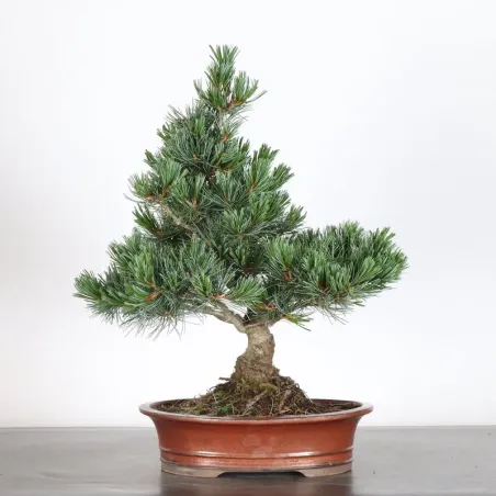 PIN BLANC DU JAPON "PINUS PENTAPHYLLA" 2-10