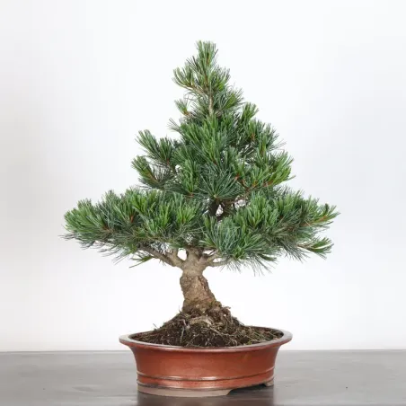 image supplémentaire - PIN BLANC DU JAPON "PINUS...
