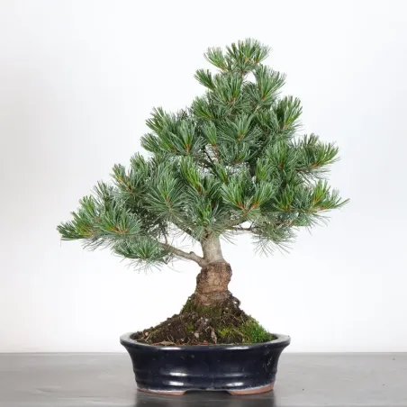 PIN BLANC DU JAPON "PINUS PENTAPHYLLA" 2-12
