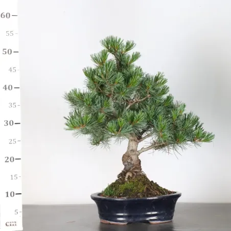 image supplémentaire - PIN BLANC DU JAPON "PINUS...