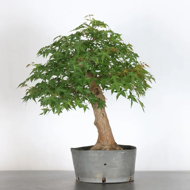PREBONSAI ERABLE PALMATUM n°9