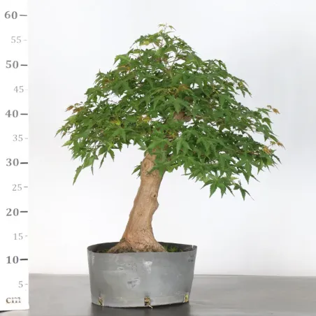 image supplémentaire - PREBONSAI ERABLE PALMATUM n°9