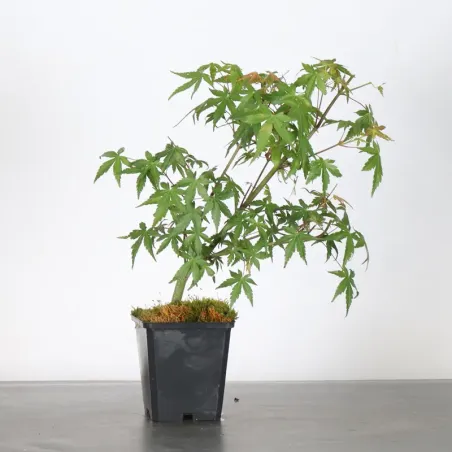 Prebonsai erable palmatum n°2