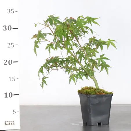image supplémentaire - Prebonsai erable palmatum n°2