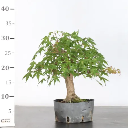 image supplémentaire - Prébonsai érable palmatum n°20