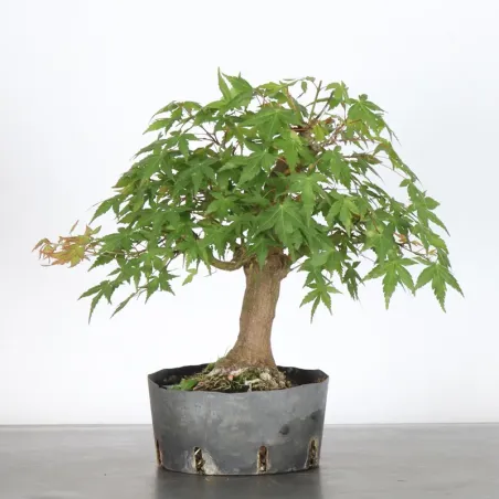Prebonsai palmatum maple n°20