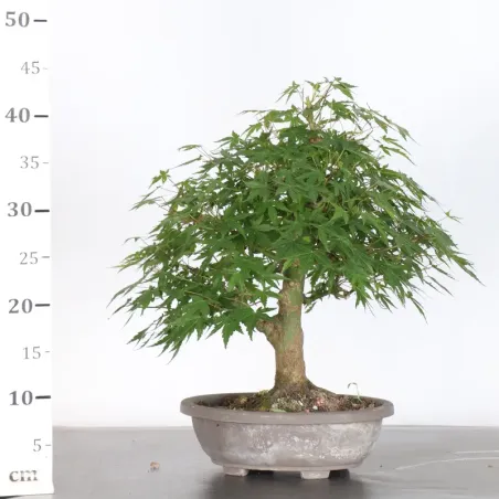 image supplémentaire - PREBONSAI MAPLE PALMATUM n°23