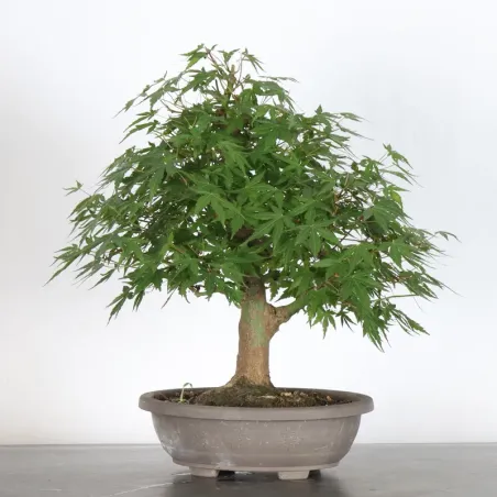 PREBONSAI ERABLE PALMATUM n°23