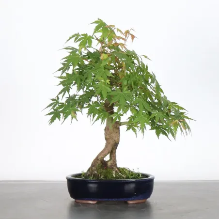 image supplémentaire - ÉRABLE DU JAPON "ACER...