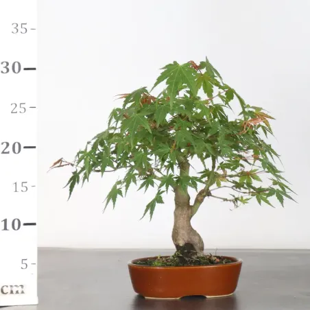 image supplémentaire - Japanese Maple "ACER...