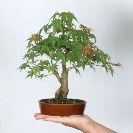 Palmatum Maple Bonsai APS-1-10