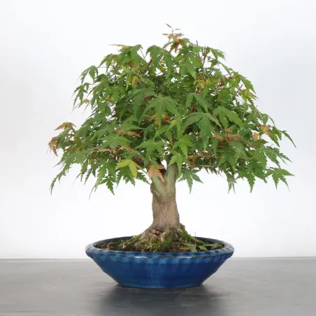 ACER PALMATUM SHOHIN 1-11