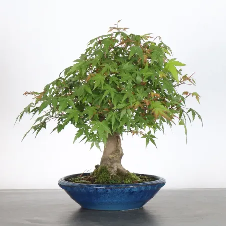 image supplémentaire - ÉRABLE DU JAPON "ACER...