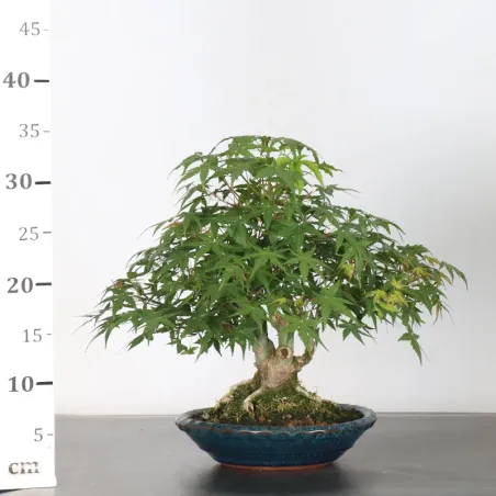 image supplémentaire - ACER PALMATUM SHOHIN 1-12
