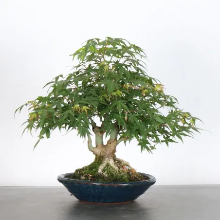 Bonsai Erable Palmatum Shohin APS-1-12