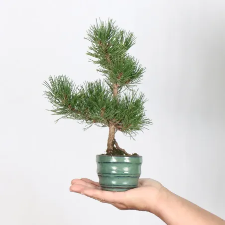 BONSAI PINUS MUGO 1-18
